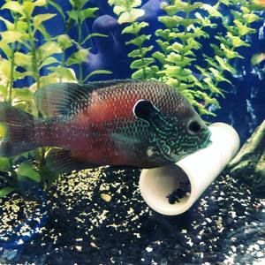 Meet your Posher, Ciara